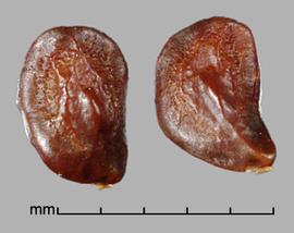  Prosopis rojasiana . Rough and wrinkled true seeds. Photo by Julia Scher, USDA-APHIS-PPQ.