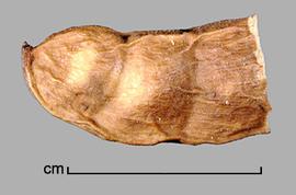  Prosopis rojasiana . True seeds are enclosed in pods. Photo by Julia Scher, USDA-APHIS-PPQ.