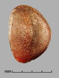  Prosopis ruizlealii . True seeds with a faint circular line between the margin and center. Photo by Julia Scher, USDA-APHIS-PPQ.