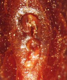  Prosopis ruizlealii.  Lens and hilum of the seed. Photo by Julia Scher, USDA-APHIS-PPQ.