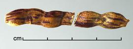  Prosopis ruscifolia.  True seeds in pods. Photo by Julia Scher, USDA-APHIS-PPQ.