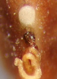  Prosopis ruscifolia.  True seeds with a protruding hilum. Photo by Julia Scher, USDA-APHIS-PPQ.