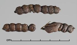  Prosopis sericantha . True seeds in pods. Photo by Julia Scher, USDA-APHIS-PPQ.