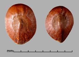  Prosopis sericantha . True seeds with a circular line between the margin and center. Photo by Julia Scher, USDA-APHIS-PPQ.