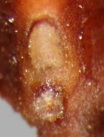  Prosopis sericantha . True seeds with a protruding hilum at the base. Photo by Julia Scher, USDA-APHIS-PPQ.