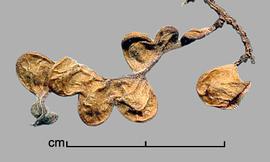  Prosopis torquata.  True seeds in pods. Photo by Julia Scher, USDA-APHIS-PPQ.