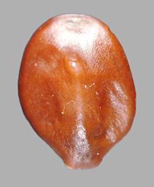  Prosopis torquata.  True seeds with the hilum at the base and are a small lateral protrusion. Photo by Julia Scher, USDA-APHIS-PPQ.