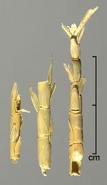  Rottboellia cochinchinensis.  Rachis segments that disarticulate between each spikelet. Photo by Julia Scher, USDA-APHIS-PPQ.