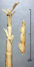  Rottboellia cochinchinensis.  Rachis segments with a connective knob between in segments.Photo by Julia Scher, USDA-APHIS-PPQ.