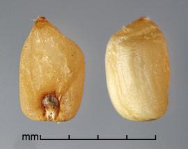  Rottboellia cochinchinensis.  Rachis segments with a floret embedded in the unit. Photo by Julia Scher, USDA-APHIS-PPQ.