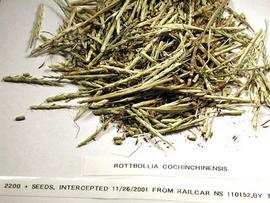  Rottboellia cochinchinensis.  Rachis segments. Photo by Julia Scher, USDA-APHIS-PPQ.