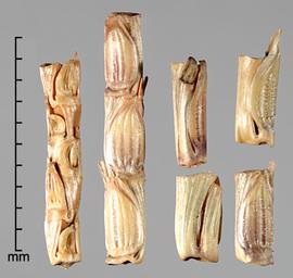  Mnesithea selloana.  Rachis segments. Photo by Julia Scher, USDA-APHIS-PPQ.