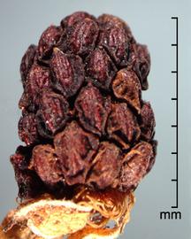  Rubus allegheniensis.  True seeds that are covered with dried fruit material. Photo by Julia Scher, USDA-APHIS-PPQ.