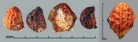  Rubus allegheniensis.  True seeds that are covered with dried fruit material. Photo by Julia Scher, USDA-APHIS-PPQ.