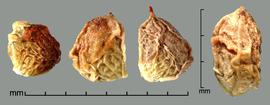  Rubus armeniacus.  True seed with fruit material. Photo by Julia Scher, USDA-APHIS-PPQ.