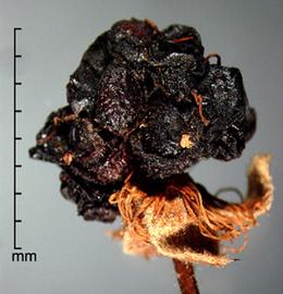 Rubus hispidus.  Berry. Photo by Julia Scher, USDA-APHIS-PPQ.