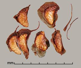  Rubus moluccanus.  True seeds with granular transparent fruit material. Photo by Julia Scher, USDA-APHIS-PPQ.