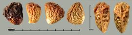  Rubus rosaceus.  True seeds that are often covered with dried fruit material. Photo by Julia Scher, USDA-APHIS-PPQ.