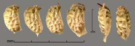  Rubus rosifolius.  True seeds with the hilum on the straight hilum. Photo by Julia Scher, USDA-APHIS-PPQ.