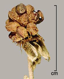  Rubus ulmifolius.  Berry. Photo by Julia Scher, USDA-APHIS-PPQ.
