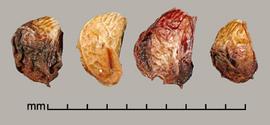  Rubus ulmifolius.  True seeds that are covered with dried fruit material. Photo by Julia Scher, USDA-APHIS-PPQ.