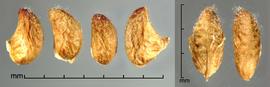  Rubus ursinus.  True seeds are covered with dried fruit material. Photo by Julia Scher, USDA-APHIS-PPQ.