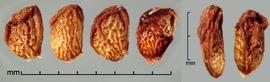  Rubus vulgaris.  True seeds with reticulations. Photo by Julia Scher, USDA-APHIS-PPQ.