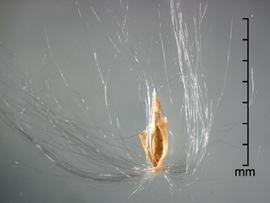  Saccharum officinarum.  Spikelets with many long silky hairs attached to the unit base. Photo by Julia Scher, USDA-APHIS-PPQ.