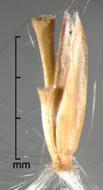  Saccharum officinarum.  Spikelets with a rachis segment and pedicel present. Photo by Julia Scher, USDA-APHIS-PPQ.