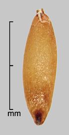  Saccharum spontaneum.  Spikelets with a rachis segment and pedicel present. Photo by Julia Scher, USDA-APHIS-PPQ.