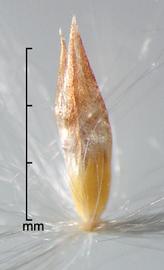  Saccharum spontaneum.  Spikelets with a rachis segment and pedicel present. Photo by Julia Scher, USDA-APHIS-PPQ.