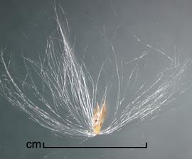  Saccharum spontaneum.  Spikelets with many long silky hairs attached to the unit base. Photo by Julia Scher, USDA-APHIS-PPQ.