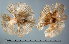  Salsola tragus . Photo by Julia Scher, USDA-APHIS-PPQ.