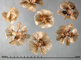  Salsola tragus . Photo by Julia Scher, USDA-APHIS-PPQ.