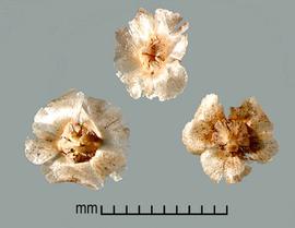  Salsola vermiculata.  True seeds with transparent sepal wings with brown flecks. Photo by Julia Scher, USDA-APHIS-PPQ.