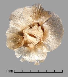  Salsola vermiculata.  True seeds with transparent sepal wings with brown flecks. Photo by Julia Scher, USDA-APHIS-PPQ.
