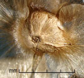  Salsola vermiculata . True seeds with transparent sepal wings with brown flecks. Photo by Julia Scher, USDA-APHIS-PPQ.