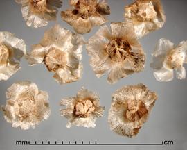  Salsola vermiculata.  True seeds with transparent sepal wings with brown flecks. Photo by Julia Scher, USDA-APHIS-PPQ.