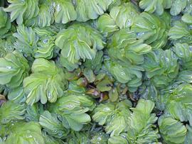  Salvinia molesta . Photo by Julia Scher, USDA-APHIS-PPQ.