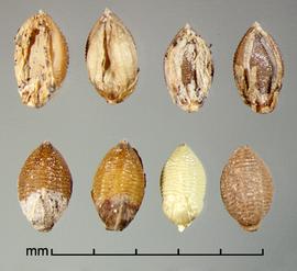  Setaria pumila  ssp.  pallidefusca.  Florets with the lemma and palea surfaces uniformly covered with rows of stipples. Photo by Julia Scher, USDA-APHIS-PPQ.