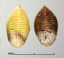  Setaria pumila  ssp.  pallidefusca.  Florets with the lemma and palea surfaces uniformly covered with rows of stipples. Photo by Julia Scher, USDA-APHIS-PPQ.