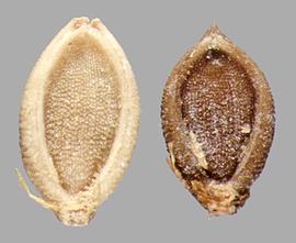 Setaria pumila  ssp.  pallidefusca.  Florets are often covered with papery glumes.Photo by Julia Scher, USDA-APHIS-PPQ.
