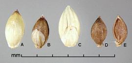  Setaria parviflora.  Florets often with papery glumes. Photo by Julia Scher, USDA-APHIS-PPQ.