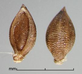  Setaria parviflora.  Florets with the edges of the palea being covered by the lemma. Photo by Julia Scher, USDA-APHIS-PPQ.