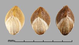  Setaria pumila  ssp.  pumila.  Florets that are uniformly covered by transverse ridges. Photo by Julia Scher, USDA-APHIS-PPQ.
