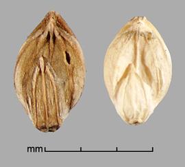  Setaria pumila  ssp.  pumila.  Florets with Glumes present, second glume half the length of the lemma. Photo by Julia Scher, USDA-APHIS-PPQ.