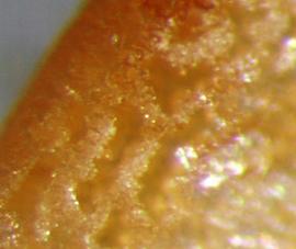  Solanum tampicense.  True seeds that are reticulate. Photo by Julia Scher, USDA-APHIS-PPQ.