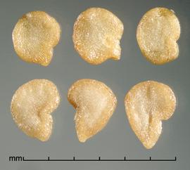  Solanum tampicense.  True seeds with the shape often modified by an exaggerated hilum margin. Photo by Julia Scher, USDA-APHIS-PPQ.