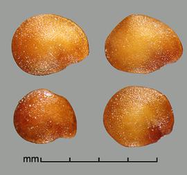  Solanum viarum.  True seeds with an exceptionally textured reticulum. Photo by Julia Scher, USDA-APHIS-PPQ.
