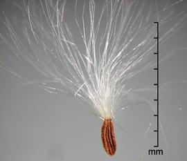  Sonchus arvensis.  Oblong achenes. Photo by Julia Scher, USDA-APHIS-PPQ.